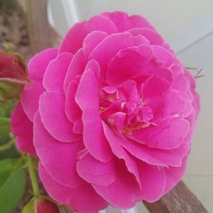 Meet your Posher, Jonelle